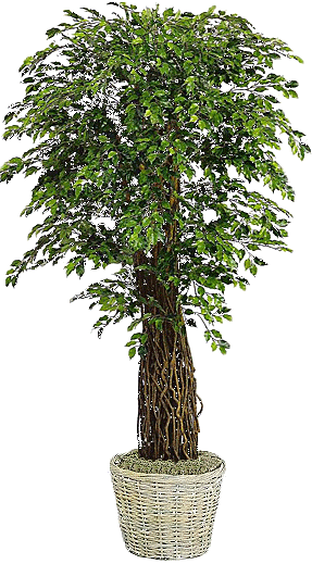 ficus 1.gif
